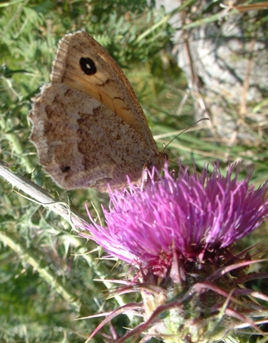 Satyrus ferula